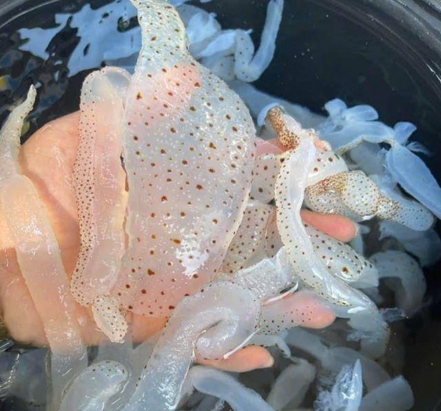 Sơ chế sứa cho thật sạch - Ảnh sưu tầm