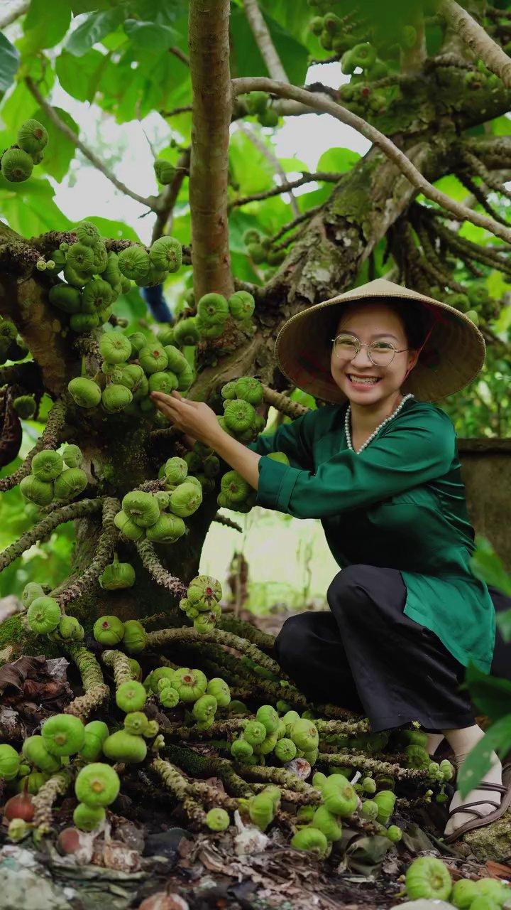 Cây vả sum suê với những chùm quả mọc chi chít từ gốc lên ngọn.