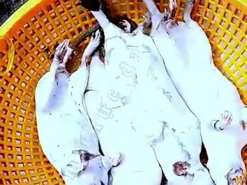 Chuột Cống Nhum Đồng Quay Lò Đặc Sản Dân Dã Gây Nghiện Của Miền Tây