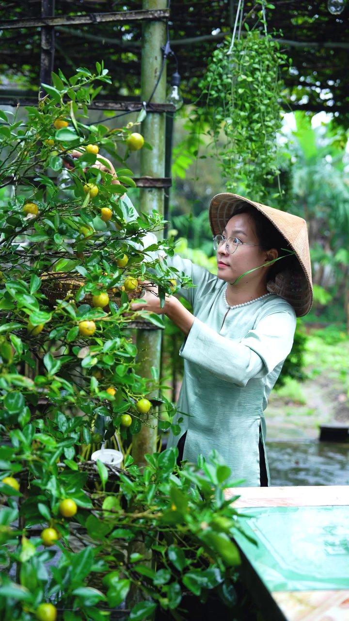 Những trái tắc vàng rộ, chín mọng được Út lựa chọn kỹ càng.