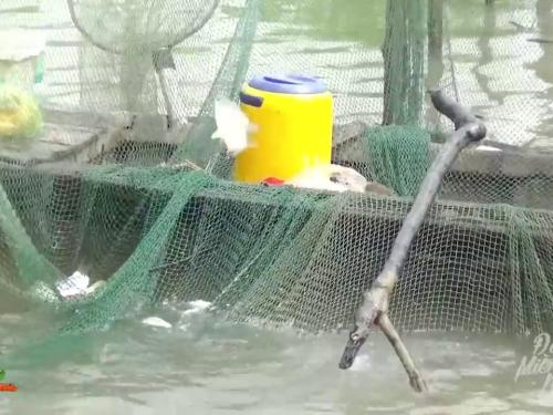 Cá Lóc Đồng Miền Tây: Từ Đồng Ruộng Đến Bữa Cơm Gia Đình Đậm Đà