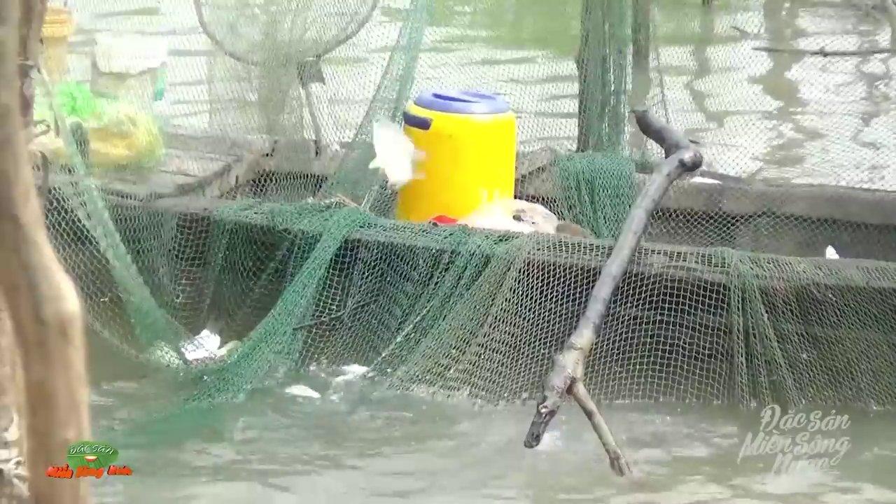 Cá Lóc Đồng Miền Tây: Từ Đồng Ruộng Đến Bữa Cơm Gia Đình Đậm Đà