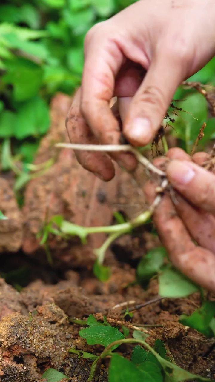 Khám Phá Món Ngon Độc Đáo Từ Rễ Cây Giúp Cá: Từ Vườn Nhà Đến Bữa Cơm Gia Đình