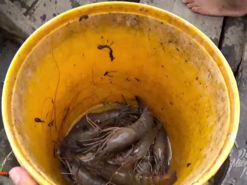 Miền Tây quê tôi: Nơi hương vị đồng quê níu chân người