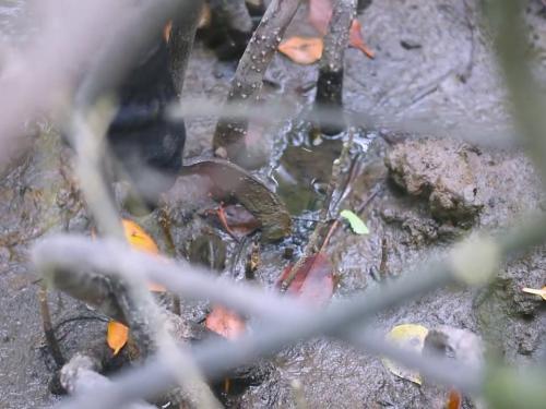 MỨT KHỔ QUA NGUYÊN TRÁI: Cách làm MỨT TẾT từ SÁCH CỔ, kết hợp với loại bột từ VỎ SÌA