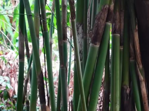 Khám phá món gà nướng cơm lam đặc sản Tây Nguyên cùng KaTu Nguyễn