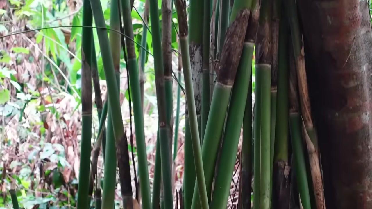 Khám phá món gà nướng cơm lam đặc sản Tây Nguyên cùng KaTu Nguyễn