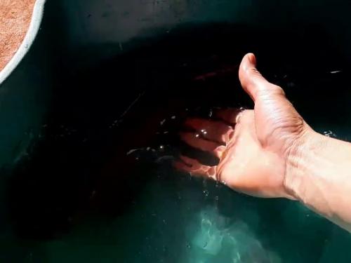 Cách Làm Cá Lóc Hấp Lá Chuối Tươi Ngon, Nước Chấm Thần Thánh Đậm Đà