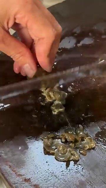Đang cắt bỏ phần đuôi ốc để làm sạch và dễ lấy thịt khi ăn.