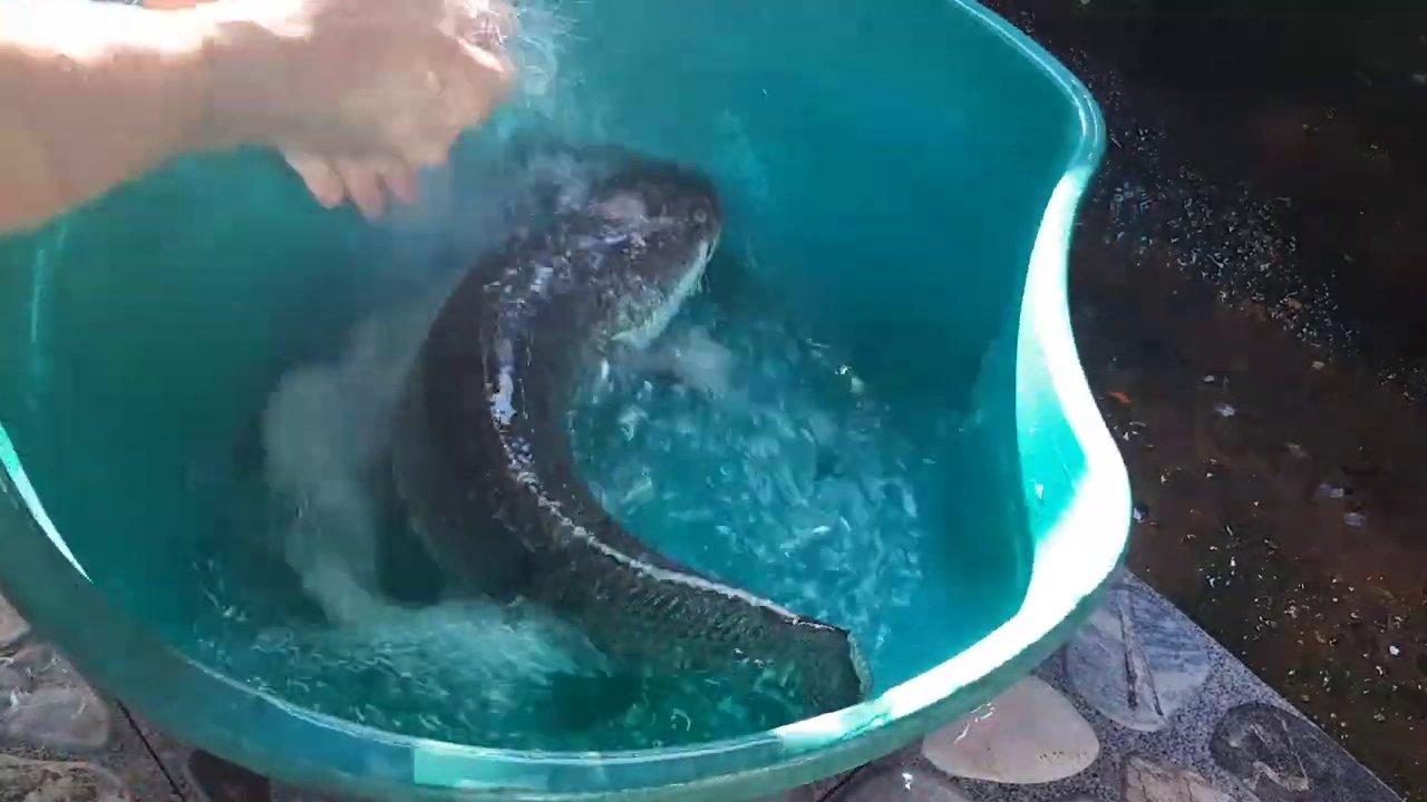 Hái tiêu tươi từ dây tiêu mọc tự nhiên trong vườn.