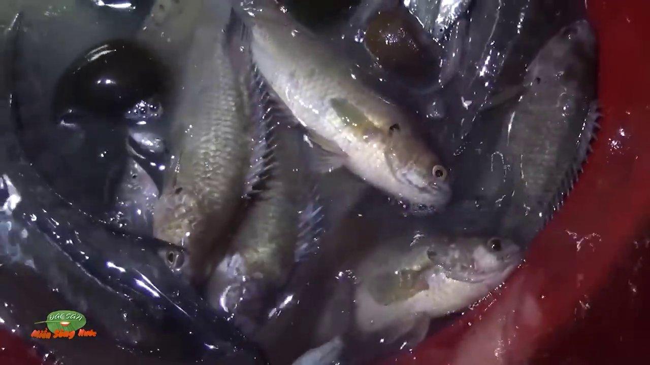 Mẻ cá linh tươi rói vừa được kéo lên từ lưới, lóng lánh dưới ánh nắng ban mai.