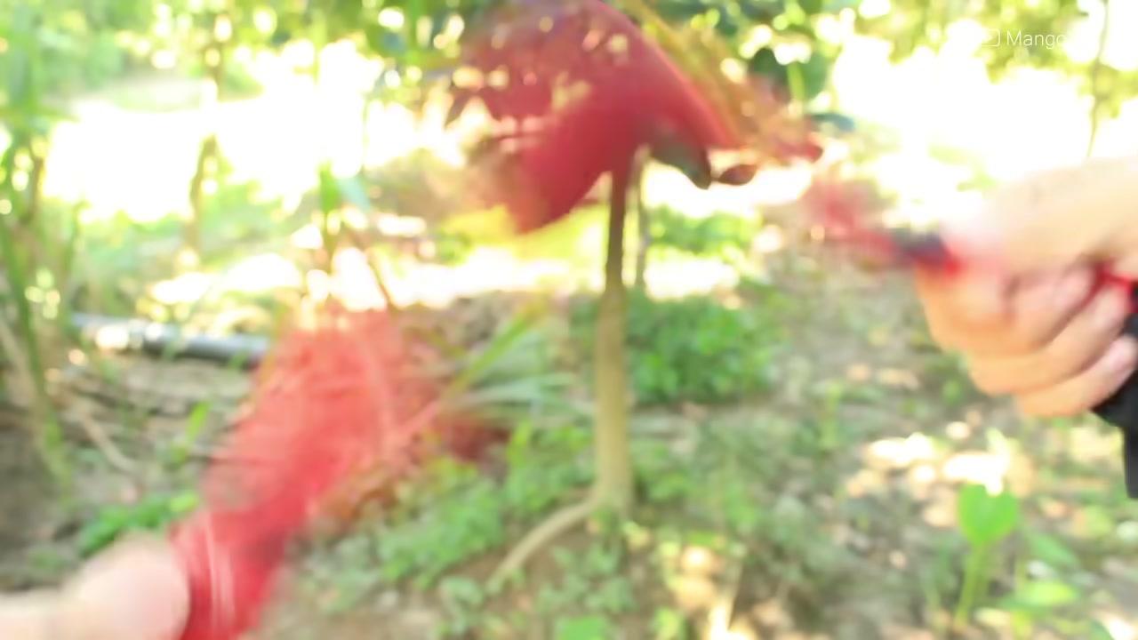 Quả trứng sau khi luộc được bóc vỏ, bên trong có màu vàng đồng nhất do lòng trắng và lòng đỏ đã hòa quyện.