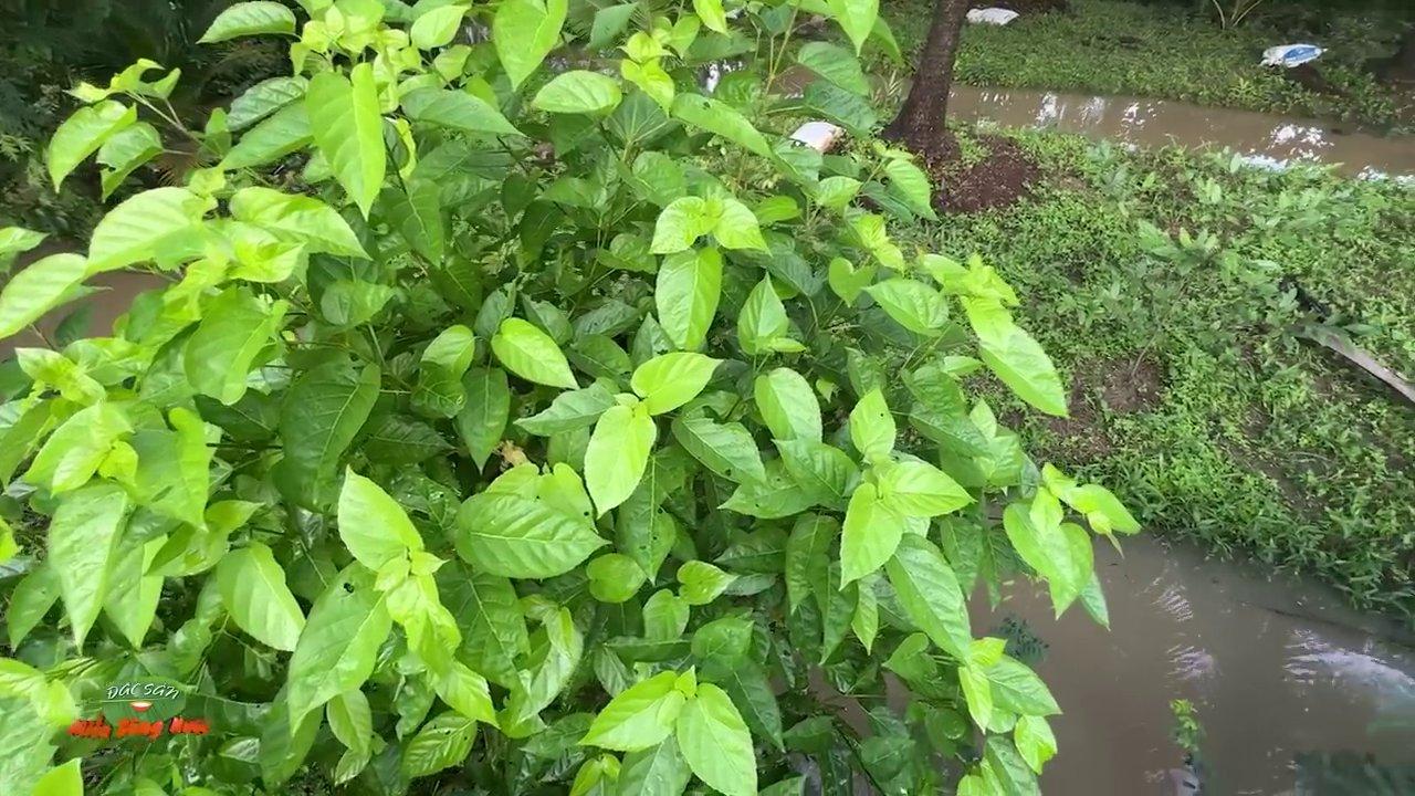 Những mụt măng tre non mới nhú, căng tràn nhựa sống.